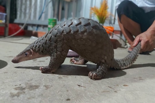 Khởi tố đối tượng vận chuyển 2 con tê tê trái phép