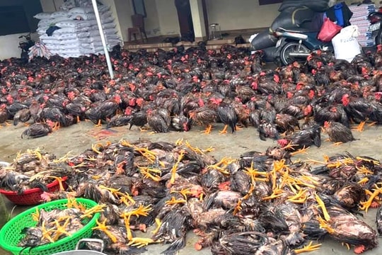 Nghệ An: Mưa lớn, nhiều trại gà thiệt hại do ngập nước