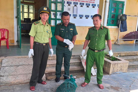 Người dân ở Huế tự nguyện giao nộp cá thể trăn gấm nằm trong sách Đỏ