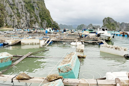 Quảng Ninh: Hồi sinh nuôi trồng thủy sản sau bão số 3