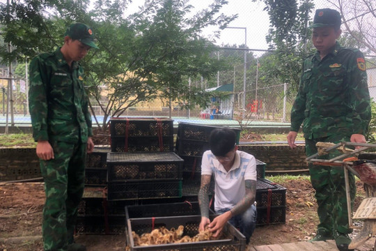 Vận chuyển 6.000 con vịt giống không rõ nguồn gốc