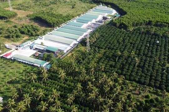 Hồi sinh sau đổ nát ở mảnh đất nghèo vùng trung du Bình Định