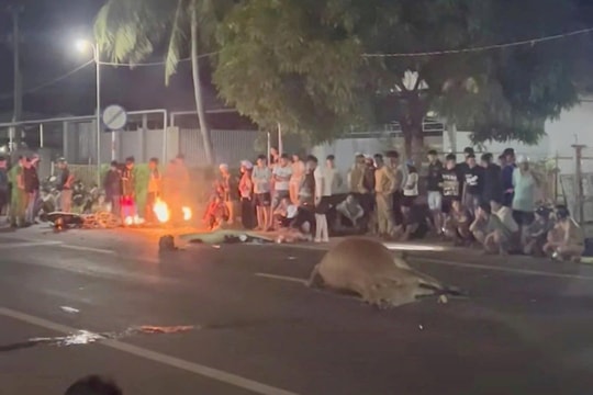 Video người đi xe máy tử vong sau khi tông trúng bò thả rông trên đường
