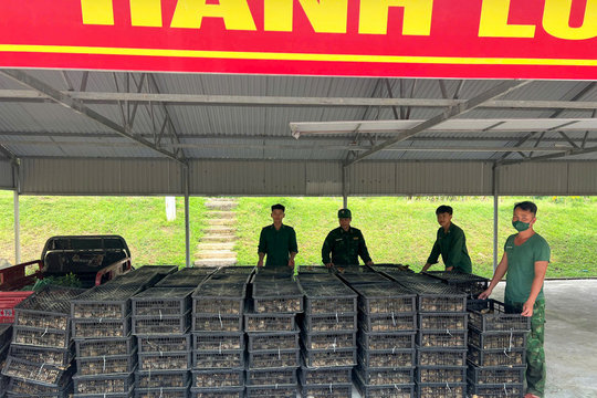 Đồn Biên phòng Pò Hèn bắt vụ vận chuyển trái phép gà giống không rõ nguồn gốc