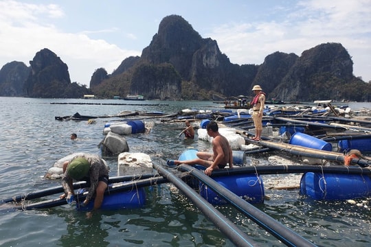 Để doanh nghiệp và người nuôi trồng thủy sản sớm phục hồi sản xuất