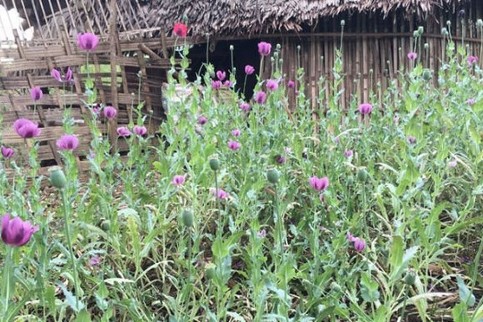 Hoàng Thanh T. có phạm tội Tàng trữ trái phép chất ma túy?
