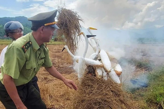 TT-Huế: Hàng ngàn dụng cụ bẫy chim được tháo dỡ và tiêu hủy