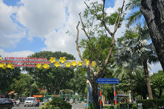 TP.HCM nói gì về tình trạng cây xanh bật gốc ngày càng nhiều