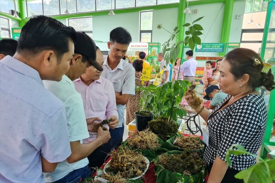 Sẽ tổ chức Lễ hội Sâm Ngọc Linh quốc tế tại Quảng Nam