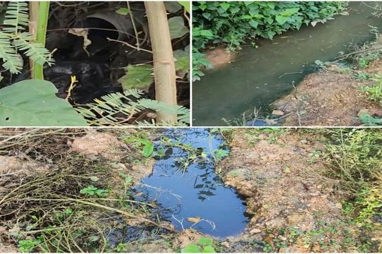 Người dân khốn khổ vì trang trại chăn nuôi gây ô nhiễm