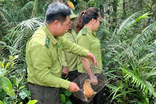 Bình Định: Quy hoạch Khu bảo tồn thiên nhiên An Toàn thành Vườn quốc gia