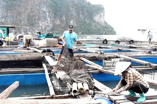 Thủ tướng yêu cầu khôi phục sản xuất nông, lâm, thủy sản
