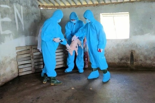 Nghệ An: Sau mưa lũ, dịch tả lợn châu Phi bùng phát mạnh