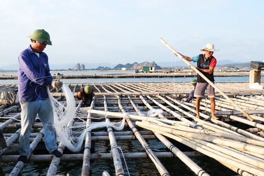 Quảng Ninh: Vực dậy nghề nuôi biển sau thảm họa Yagi