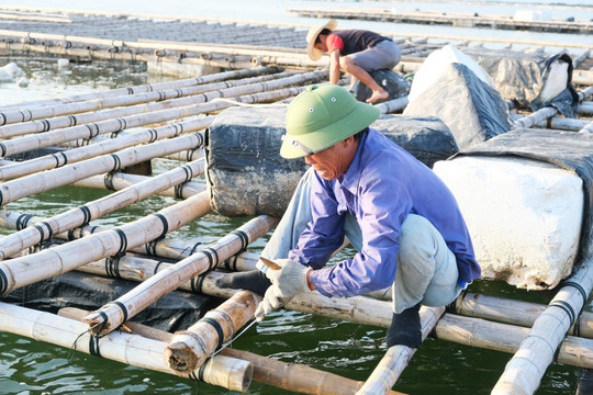 Ngư dân Quảng Yên vực dậy nghề nuôi biển sau thảm họa Yagi