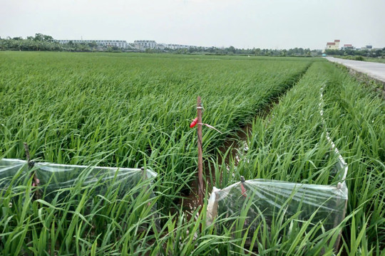 Hành vi sử dụng điện bẫy chuột dẫn đến chết người sẽ bị xử lý như thế nào?