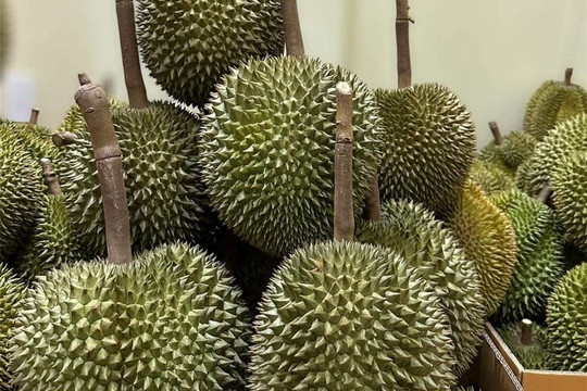 Nhập khẩu sầu riêng tăng đột biến