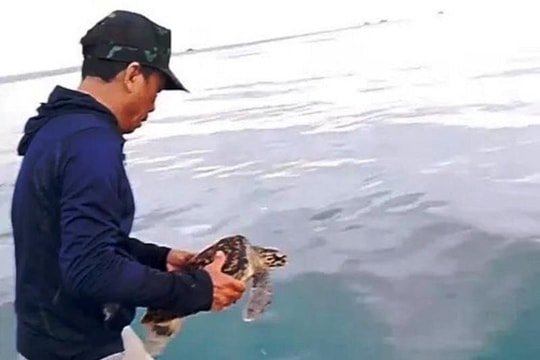 Thả cá thể rùa xanh quý hiếm nằm trong sách đỏ về tự nhiên