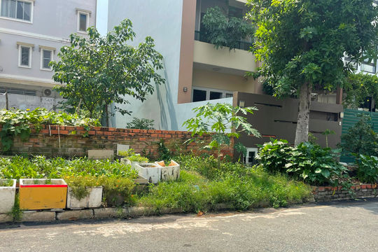 Trồng rau bên lề đường, hiểm họa cho sức khỏe