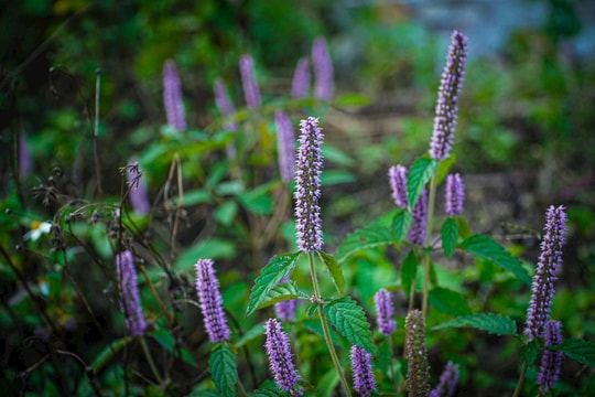 Loài hoa 'báu vật' trên cao nguyên đá Hà Giang