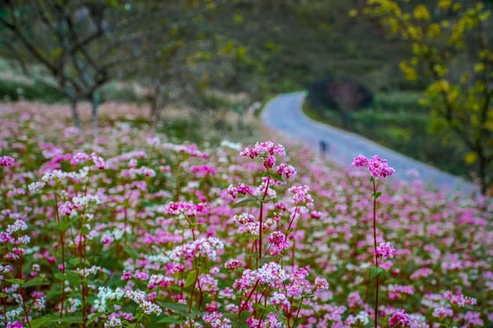 Du khách ùn ùn về Hà Giang trải nghiệm mùa hoa tam giác mạch