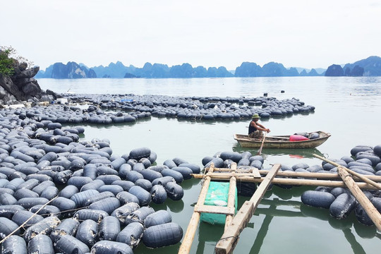 Đẩy mạnh khoanh nợ, giải ngân vốn giúp người dân Quảng Ninh sớm phục hồi sản xuất
