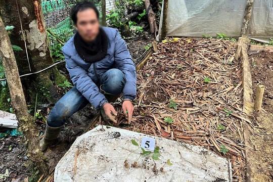 Trộm hơn 300 cây sâm Ngọc Linh của người dân