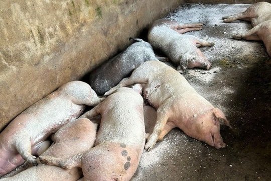 Mòn mỏi chờ tiền hỗ trợ tiêu hủy gia súc bị dịch bệnh