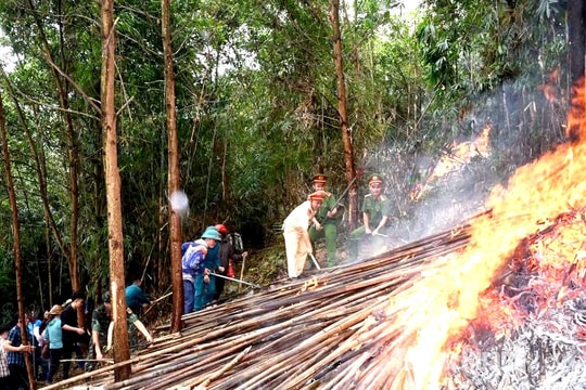 Tuyên Quang: 53 xã có nguy cơ cháy rừng ở cấp nguy hiểm