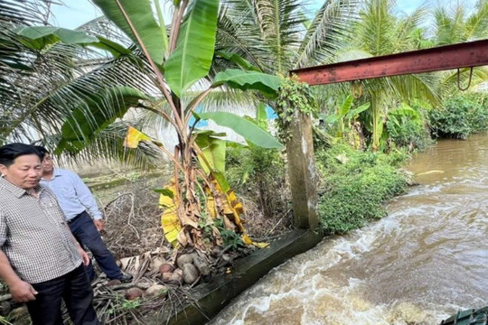 Bạc Liêu: Hơn 570 ha lúa giai đoạn mạ bị ngập sâu do ảnh hưởng mưa lớn kết hợp triều cường