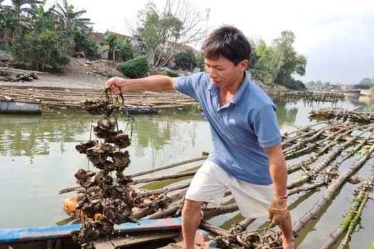 Nghệ An: Chiếm dụng dòng sông để nuôi hàu trái phép
