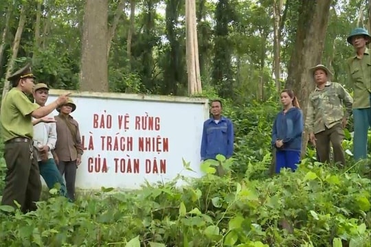 Quảng Ngãi: Tăng cường công tác bảo vệ rừng trong mùa mưa bão