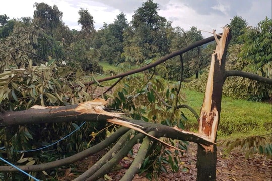 Lâm Đồng: Mưa lớn kèm giông lốc, gây thiệt hại lớn cho người dân