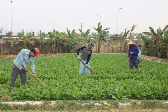 Tăng gia chăn nuôi để cải thiện đời sống cho học viên tại Cơ sở Cai nghiện ma túy số 3 Hà Nội