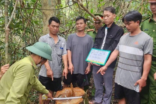 Nhân viên công ty lâm nghiệp câu kết khai thác gỗ trái phép