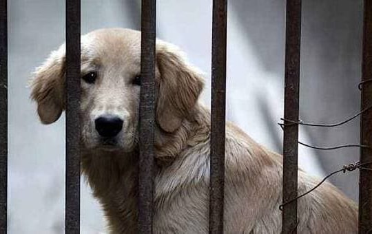 Phát hiện chó cảnh đi lạc trong chung cư, xử lý thế nào?