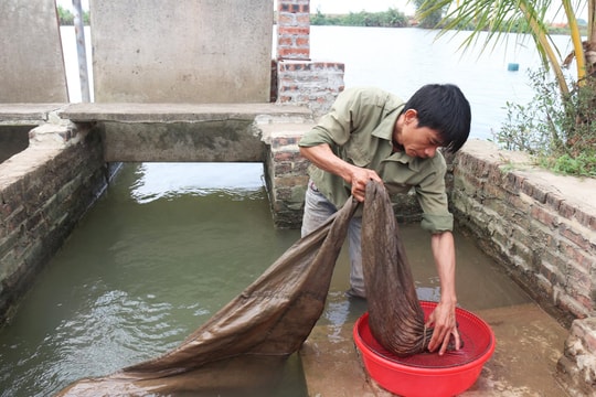 Hải Dương thất thu sản lượng rươi đầu vụ