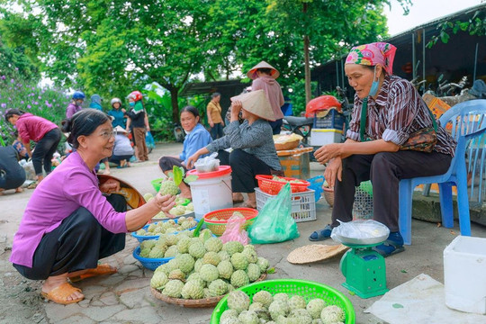 Nông dân xã Bồ Lý làm giàu từ cây na dai