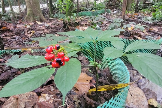 Phê duyệt dự án mở rộng phạm vi bảo hộ chỉ dẫn địa lý 'Ngọc Linh'