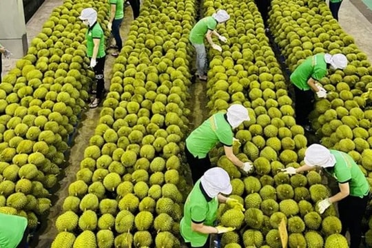 Tiềm năng và thách thức trong xuất khẩu rau quả sang Trung Quốc