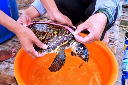 Ngư dân Lý Sơn bắt được động vật quý hiếm trên biển