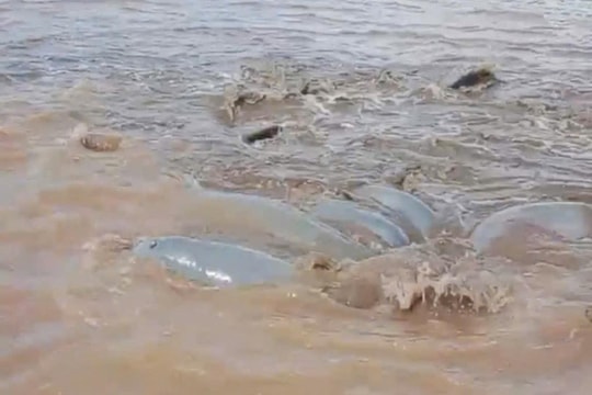 Xuất hiện đàn cá heo bị mắc cạn tại Bạc Liêu