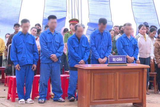 Hủy hoại rừng, 5 đối tượng lĩnh án