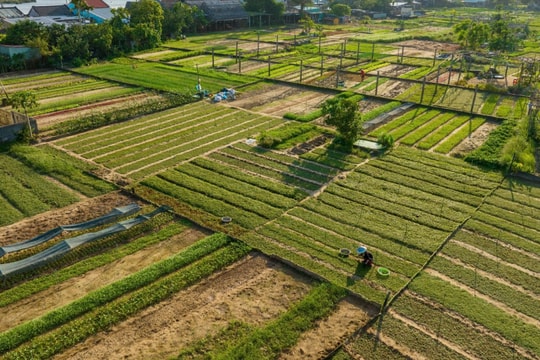 Quảng Nam: Làng rau Trà Quế được vinh danh là"Làng Du lịch tốt nhất" năm 2024