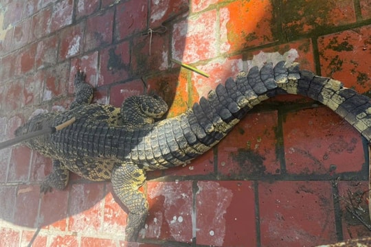 Bạc Liêu: Bàn giao cá thể cá sấu nặng gần 100kg cho chủ cơ sở tư nhân nuôi dưỡng