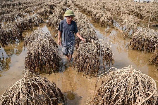 Hà Nội chi thêm hơn 37 tỷ đồng hỗ trợ người dân sau bão số 3