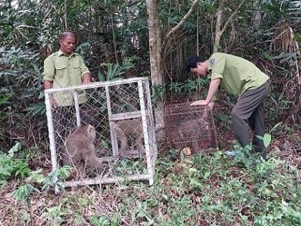 Đắk Lắk quyết liệt ngăn chặn nạn săn bắt động vật hoang dã