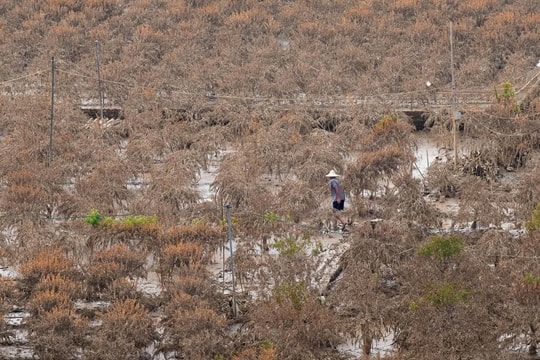 Hà Nội: Quy định mức hỗ trợ đối với người trồng cây cảnh bị ảnh hưởng do bão số 3
