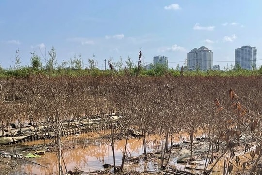 Hà Nội: Hỗ trợ người trồng cây cảnh sau bão Yagi