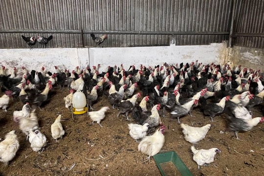 Hải Dương: Những nơi nào không được phép chăn nuôi?